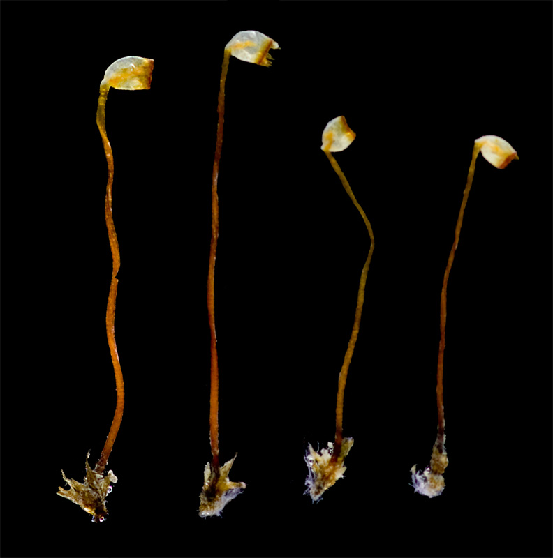 Discelium nudum